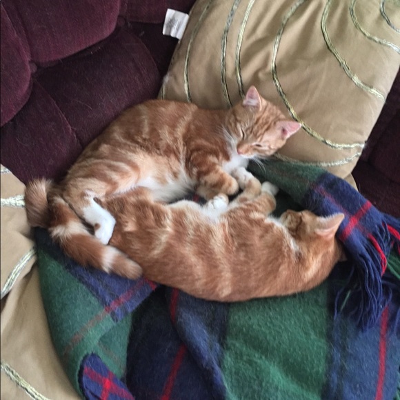 Meet your Posher, Laura - Picture 2 of 8